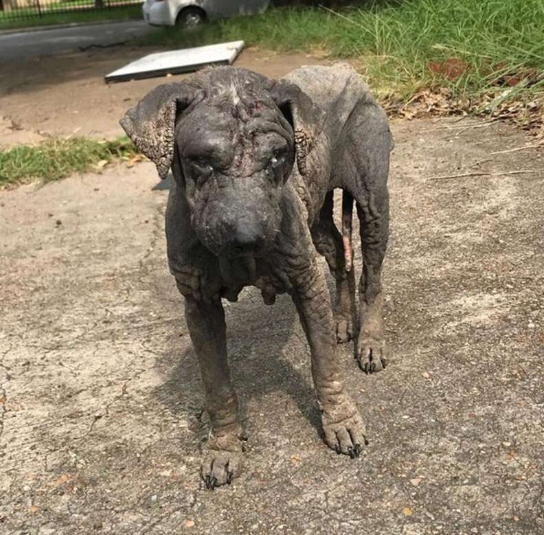 Hairless dog standing on concrete