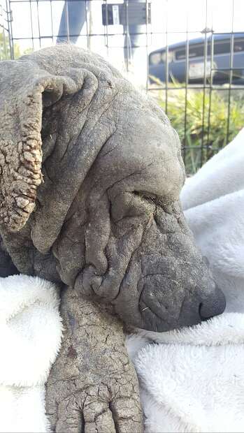 Hairless dog sleeping on blanket in kennel