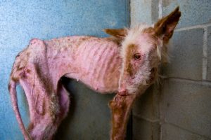 13392044_1136551543082632_2758880965615449906_o