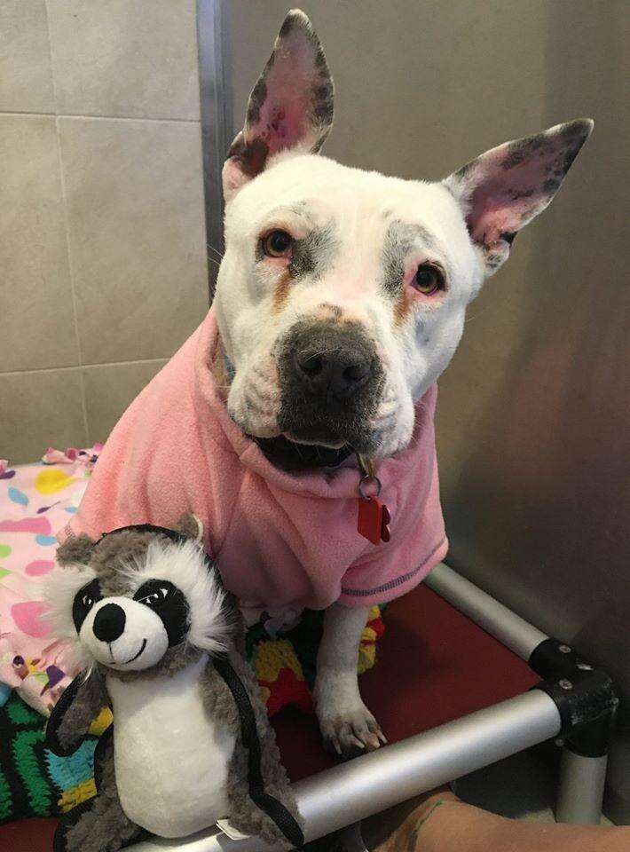 Chú chó được giải cứu khỏi sự bỏ rơi