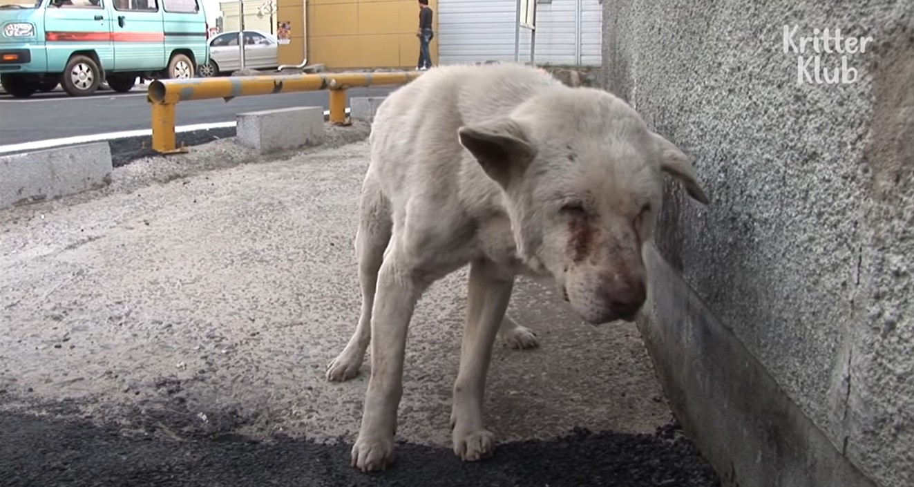 ▲▼奶奶過世兩年,狗狗每天逃家出門找她(圖/翻攝自YouTube/KritterKlub)