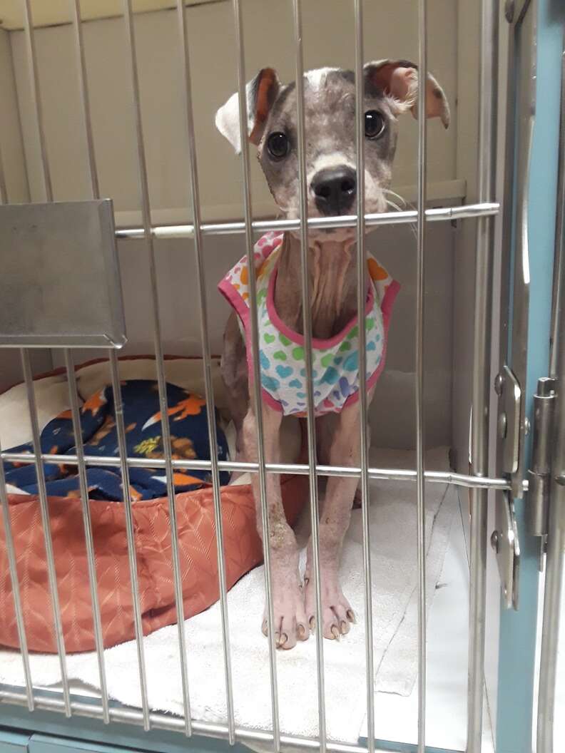 Sick puppy inside kennel