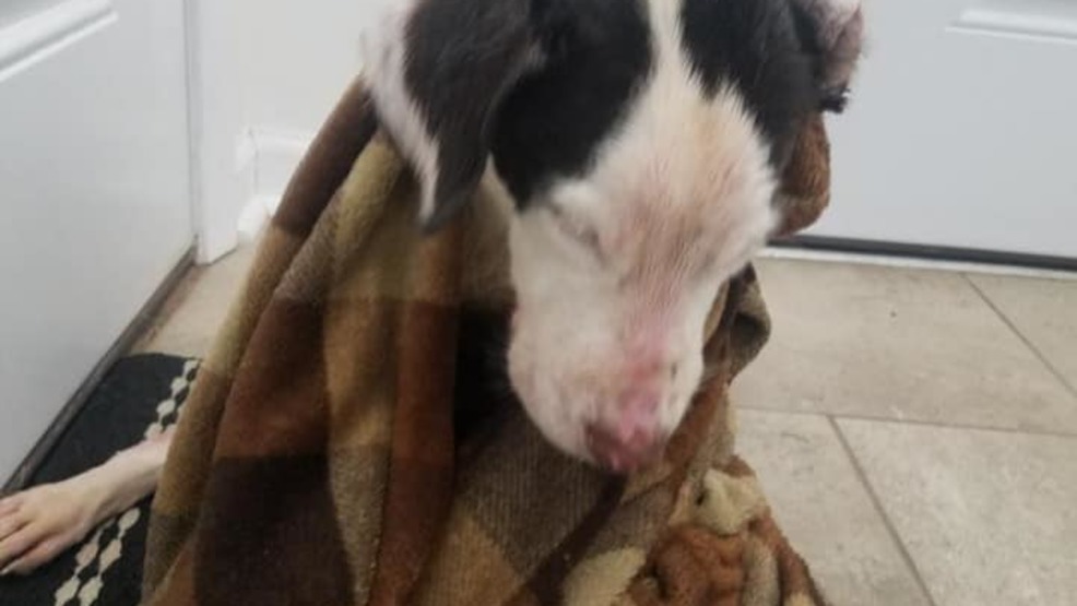 Puppy found in Kaufman Lake in a cage. (Bryant Fritz){p}{/p}