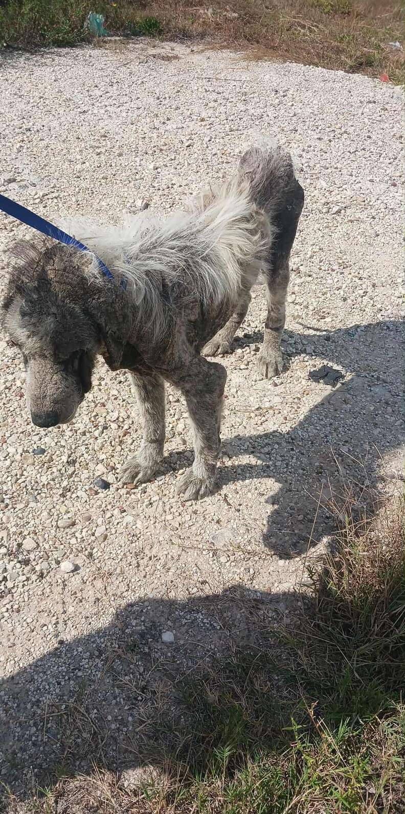 Woman rescues emaciated Shepherd from street