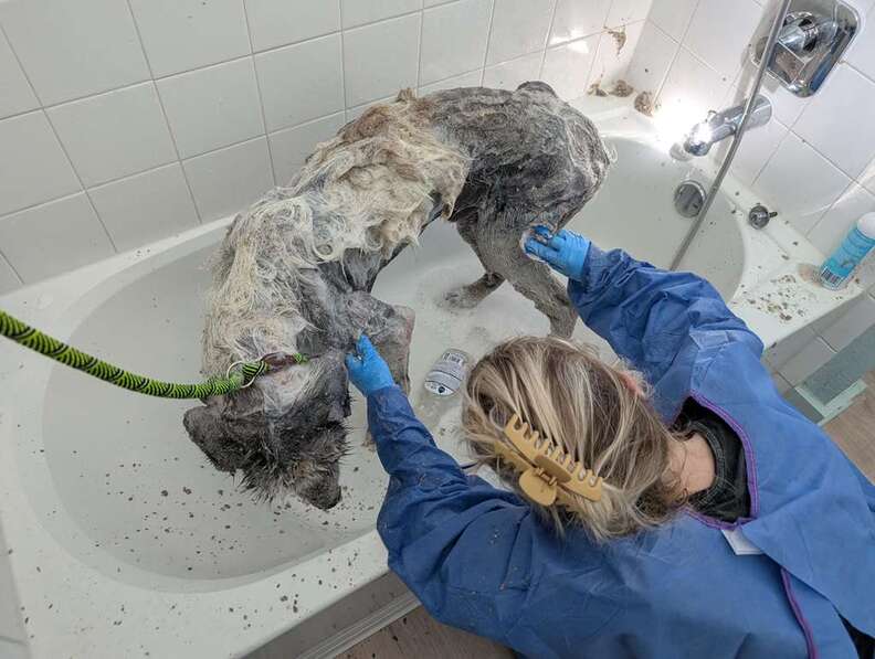 Dog getting a medicated bath for mange