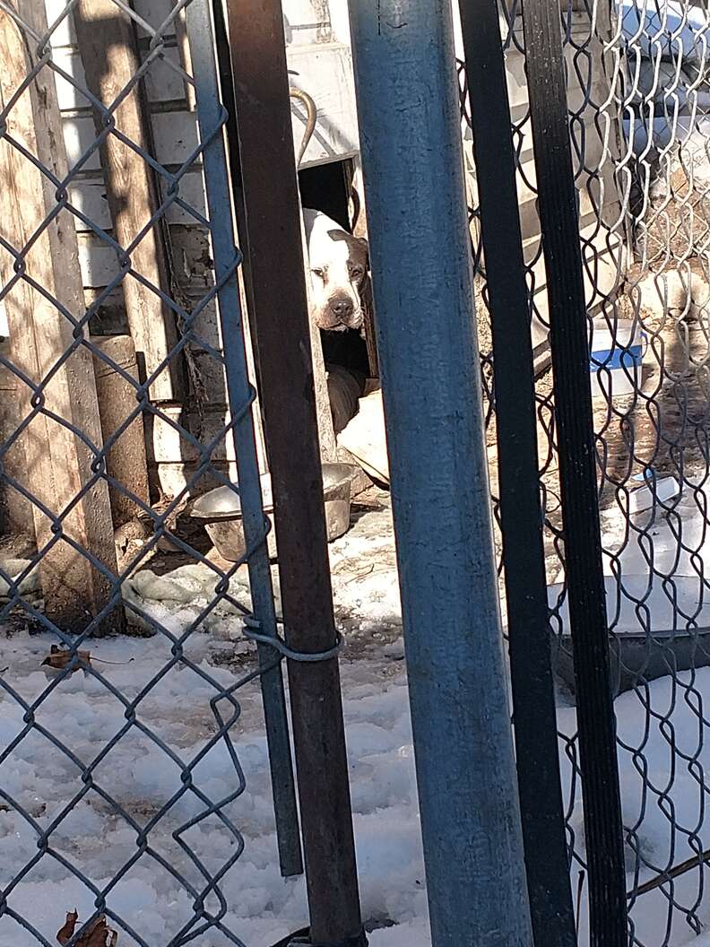 Dog who spent 8 years in dog house