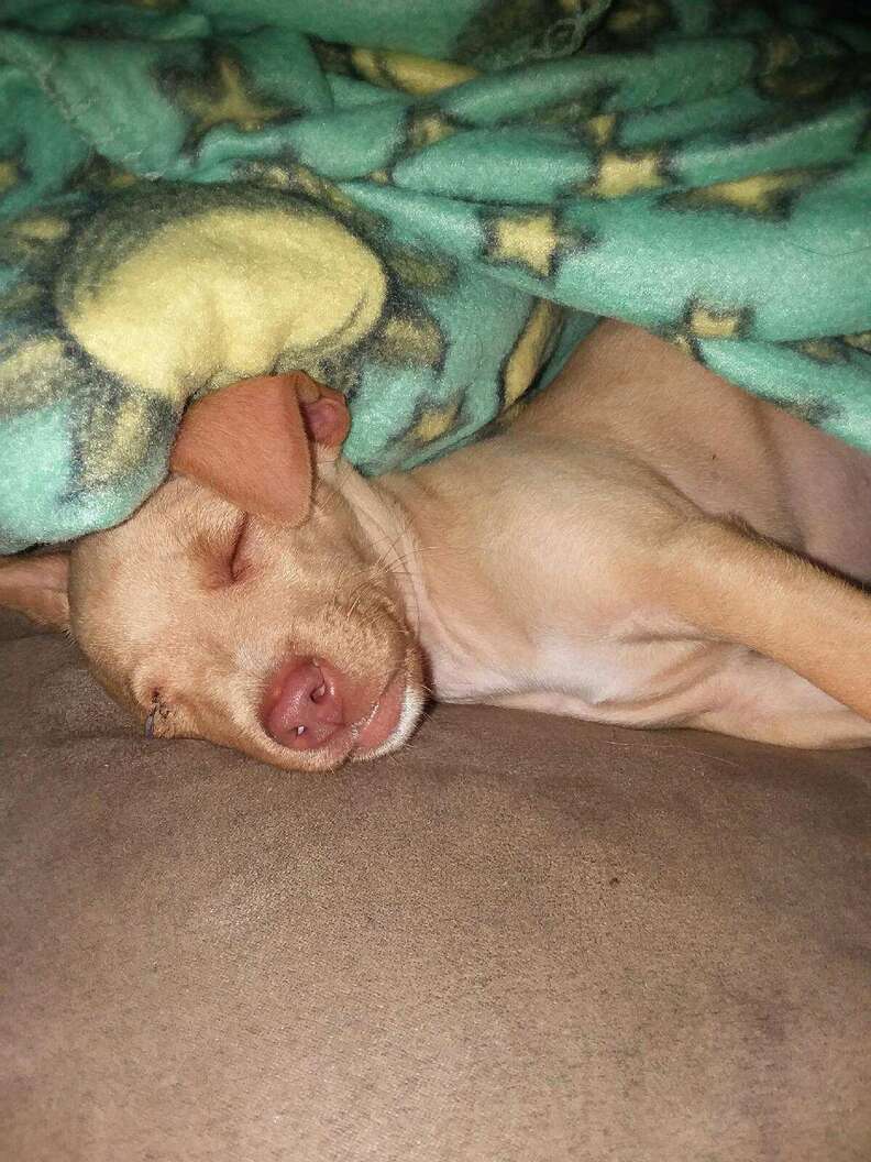 chihuahua puppy garbage bag rescue texas