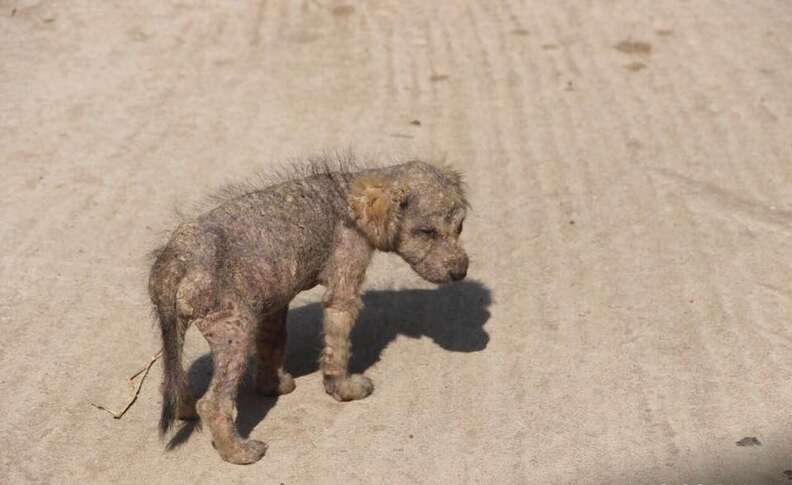 Hairless puppy living on the streets