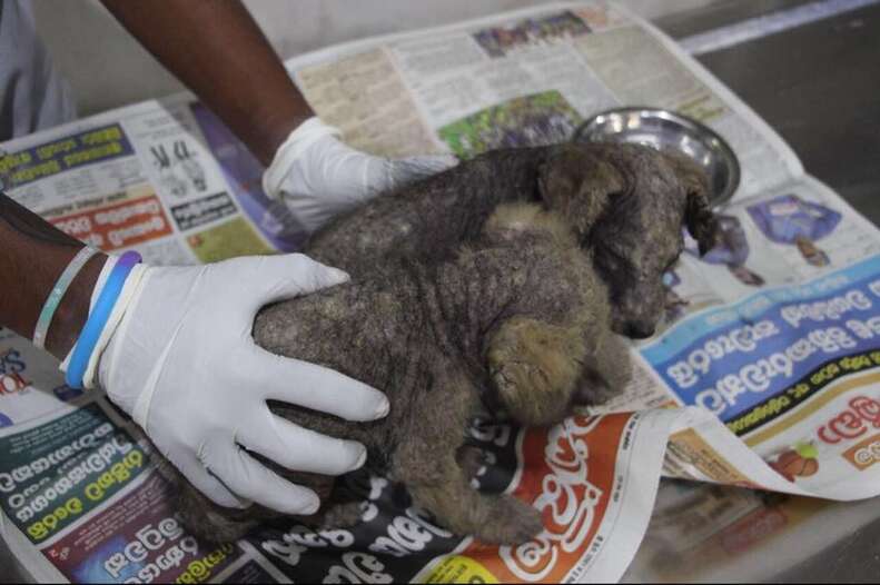 Hairless puppies after being rescued