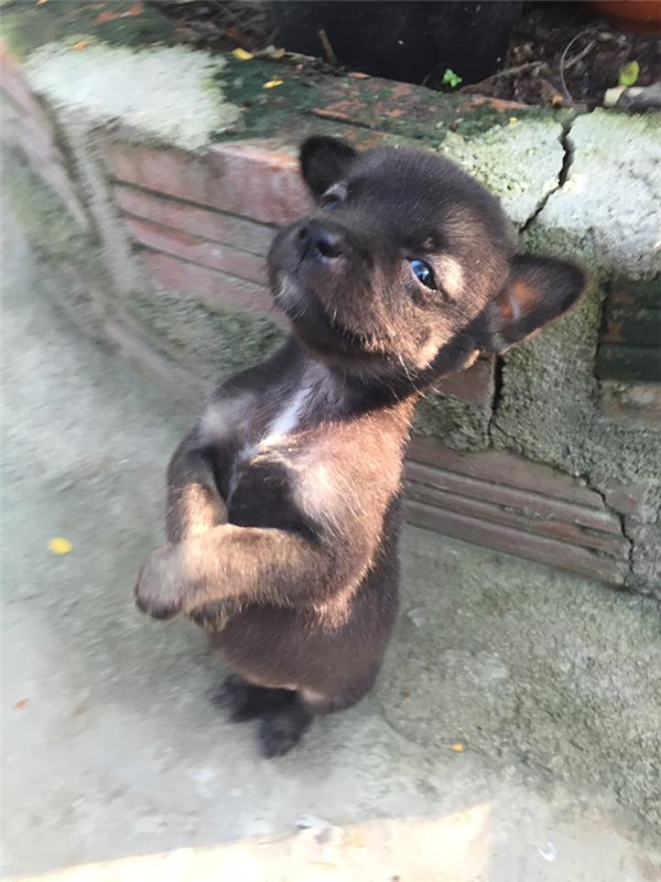 “Tan chảy” trước cún anh ôm cún em một khắc cũng không buông ảnh 15