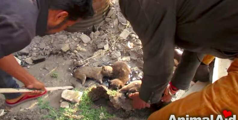 những chú chó con bị mắc kẹt trong nhựa đường