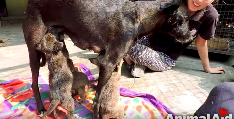 những chú chó con bị mắc kẹt trong nhựa đường