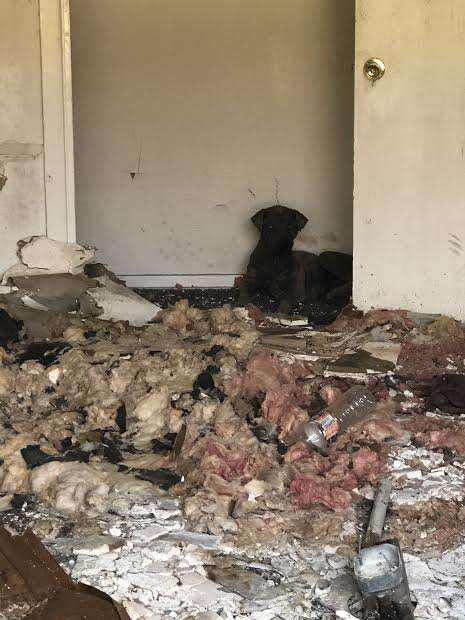 Dog hiding in wrecked apartment complex