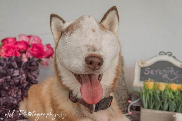 Dog with Invasive Tumor