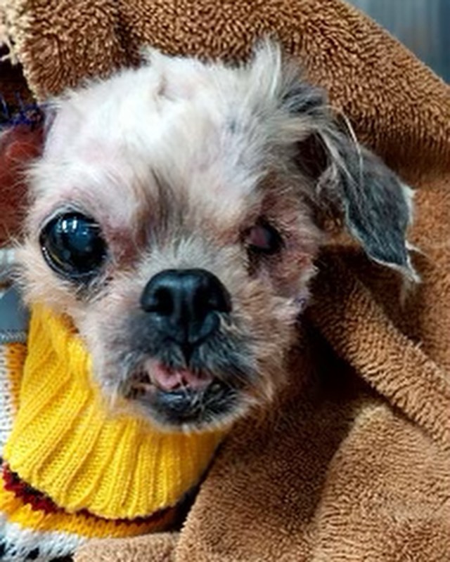 Neglected Shih Tzu haircut