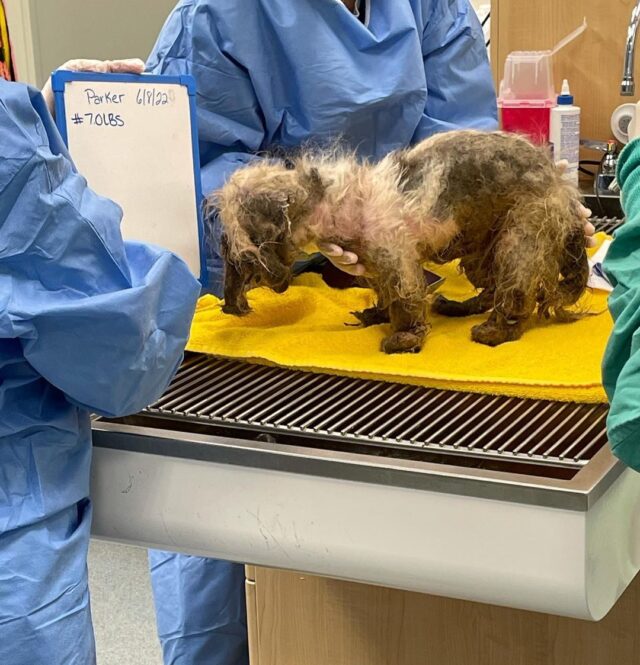 Neglected dog getting shaved