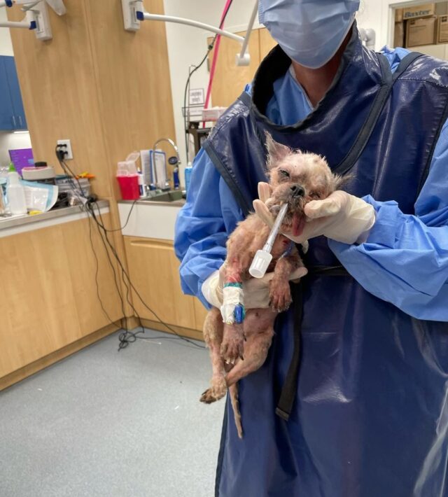 Neglected dog taking medicine