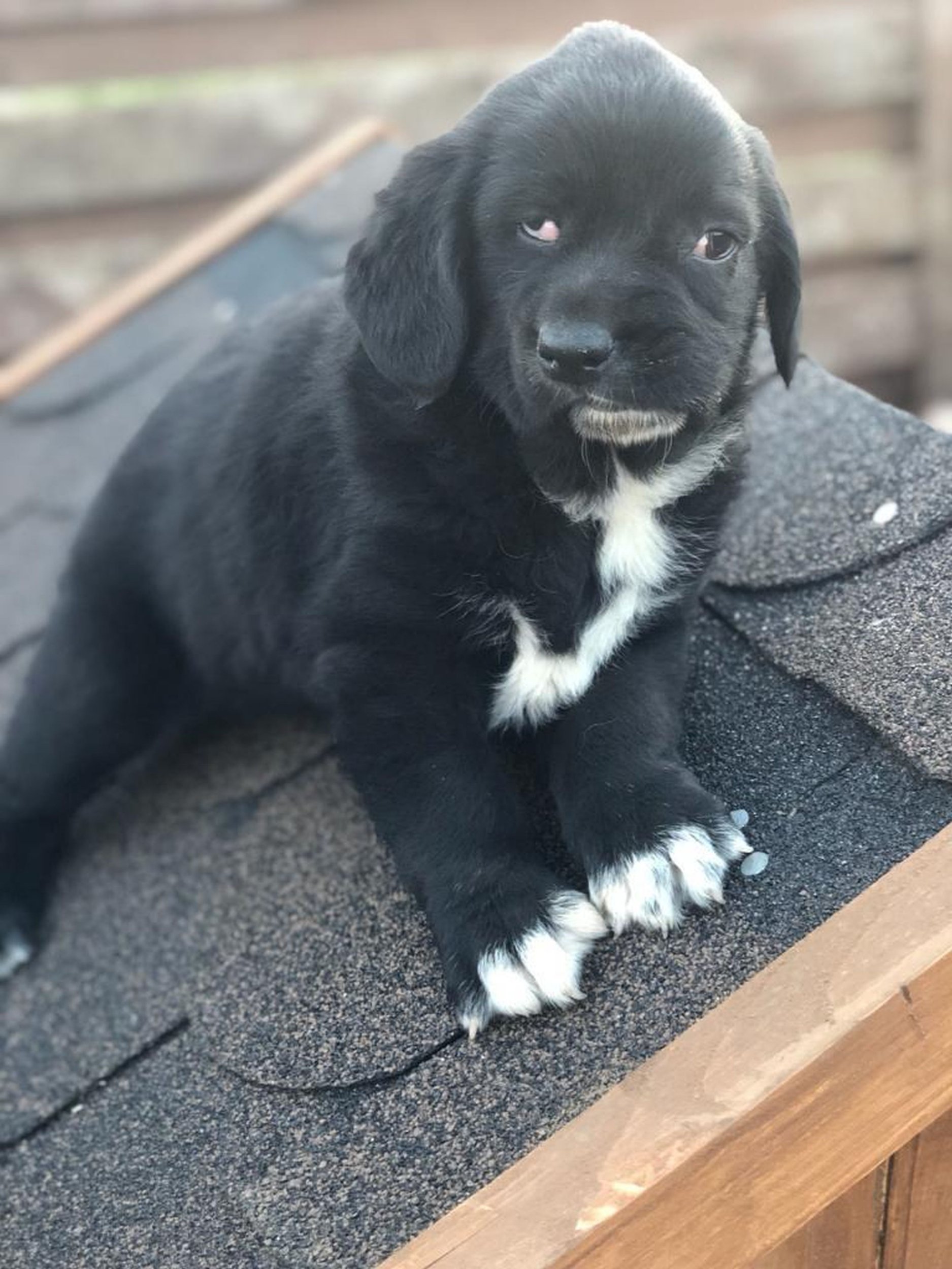 PIC FROM Kennedy News and Media (PICTURED: WONKY-FACED POOCH BETHANY, NOW EIGHT MONTHS, AS A TINY PUPPY BEFORE SHE WAS RESCUED FROM ROMANIA) A puppy born with such a wonky face that she leaves people 'shocked' is looking for her forever home with a family who will 'look deeper than her facial disfigurement for her heart of gold'. Bethany, an eight-month-old Labrador cross, was born with such a severe facial disfigurement that her entire snout twists and droops to one side, exposing her teeth. While her lop-sided face may be startling to look at, it doesn't impact the 'happy-go-lucky' pooch's health in any way. DISCLAIMER: While Kennedy News and Media uses its best endeavours to establish the copyright and authenticity of all pictures supplied, it accepts no liability for any damage, loss or legal action caused by the use of images supplied and the publication of images is solely at your discretion. SEE KENNEDY NEWS COPY - 0161 697 4266