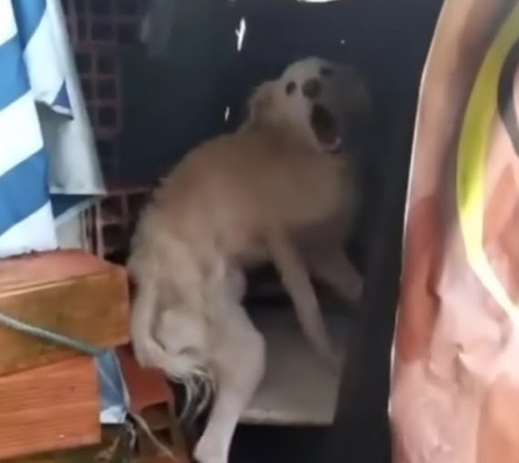 cagnolina maltrattata