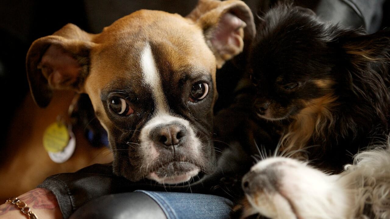 Duncan, 2-legged dog who can still run, becomes internet star | CBC News