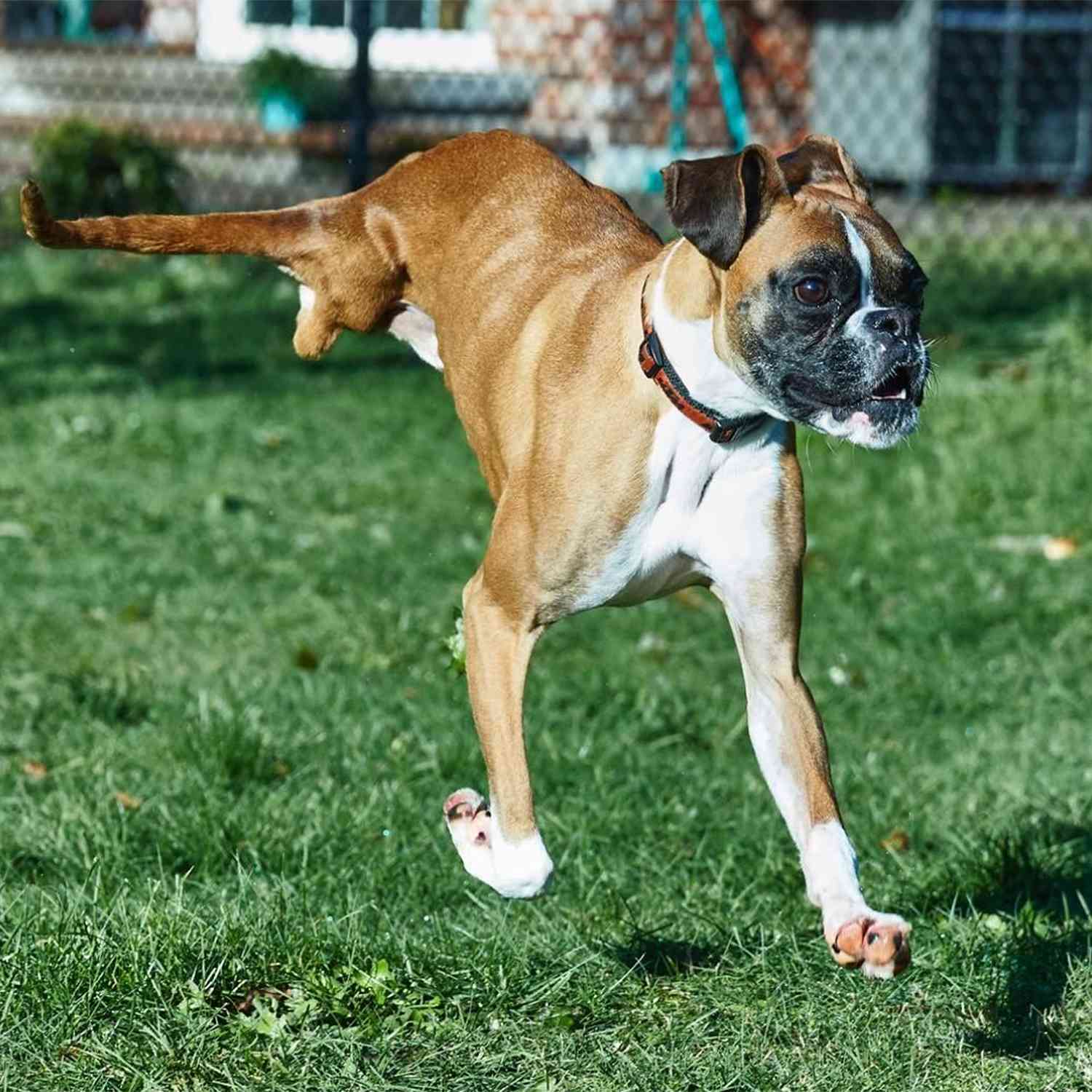 Two-Legged Instagram Star Duncan Lou Who Survives Car Accident