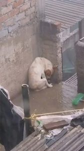 Breaking the Cycle of Silence: Leo’s Heartbreaking Rescue from the ...