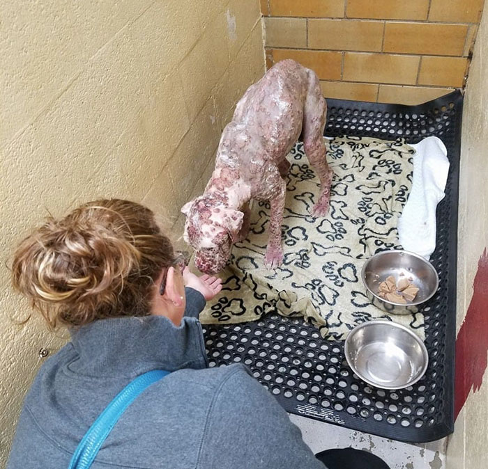 pit-bull-stung-1000-bees-stinger-5