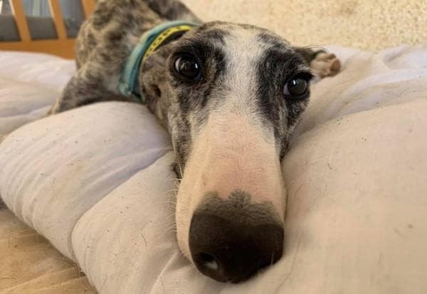 cho-hoang (1).jpeg 3