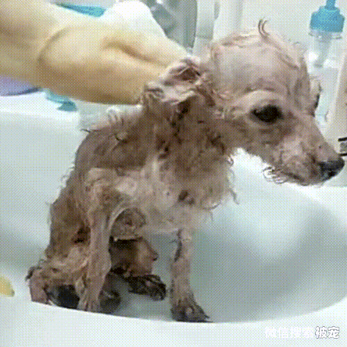 瘦成皮包骨的流浪狗,体重还不到3斤,被收养后它的聪明让人赞叹