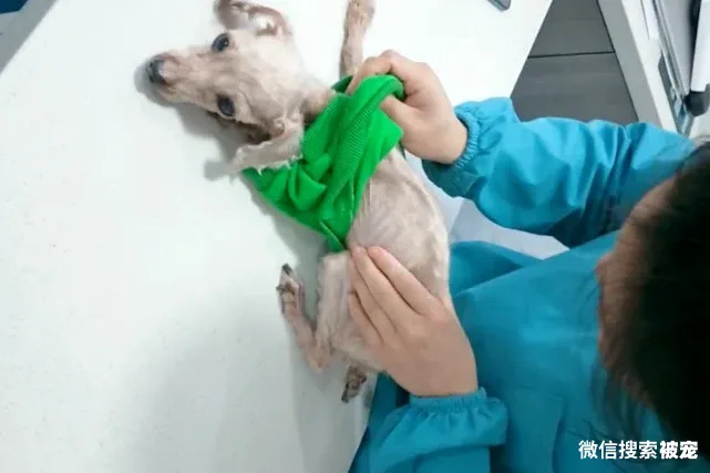 瘦成皮包骨的流浪狗,体重还不到3斤,被收养后它的聪明让人赞叹