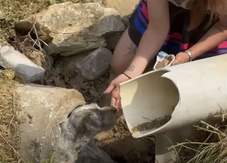 dogs in drain pipe