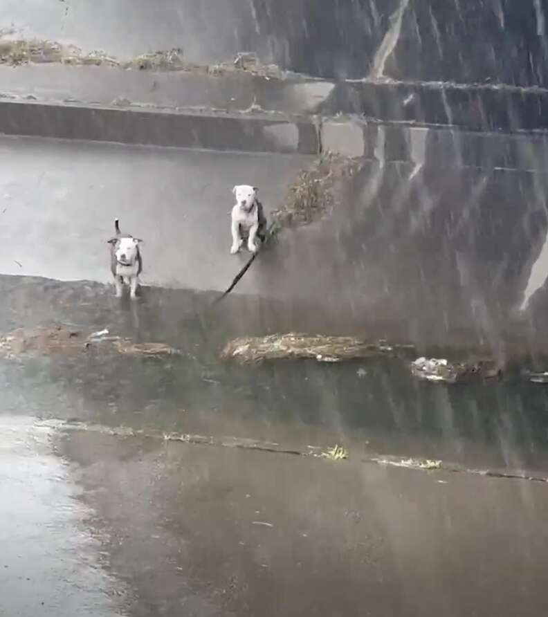 Dogs stuck in canal