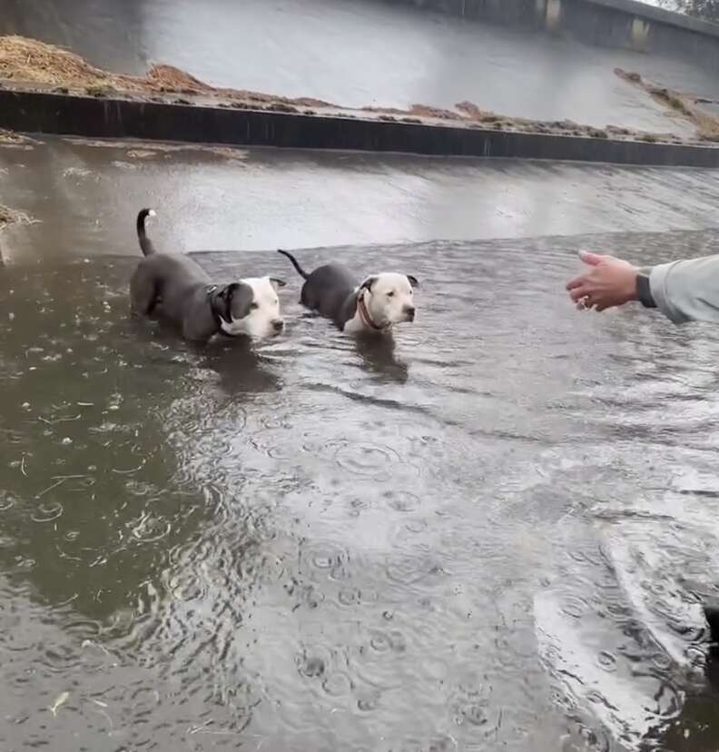 Dogs swimming across canal