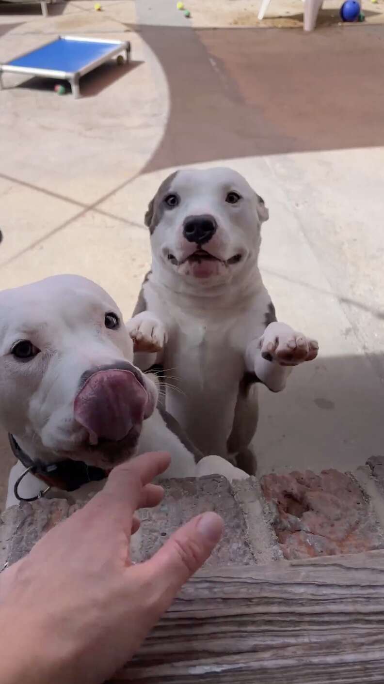 Dogs jumping up onto table