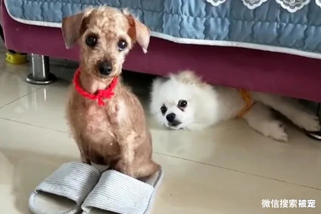 瘦成皮包骨的流浪狗,体重还不到3斤,被收养后它的聪明让人赞叹