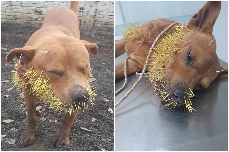 巴西一隻頑皮狗跟豪豬打架,結果被射了滿身刺。(翻攝Adriano Bertoline、Dr. Apolari - Araras臉書)