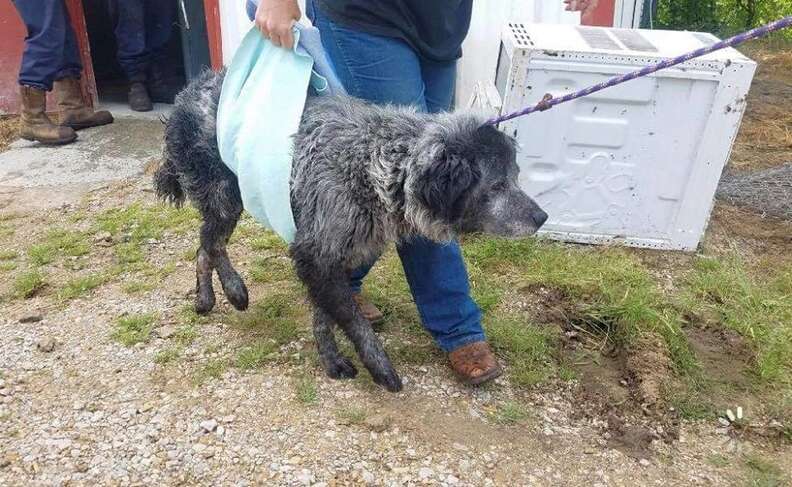 Dog being carried out of shelter in sling