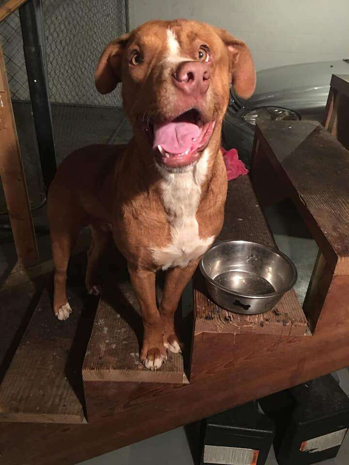 Dog with crooked, funny-looking face