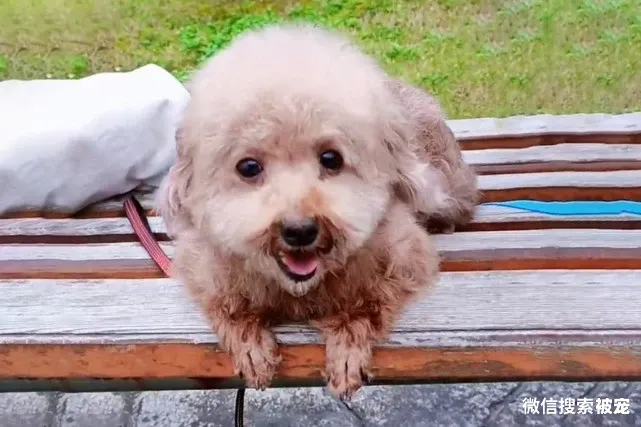 瘦成皮包骨的流浪狗,体重还不到3斤,被收养后它的聪明让人赞叹