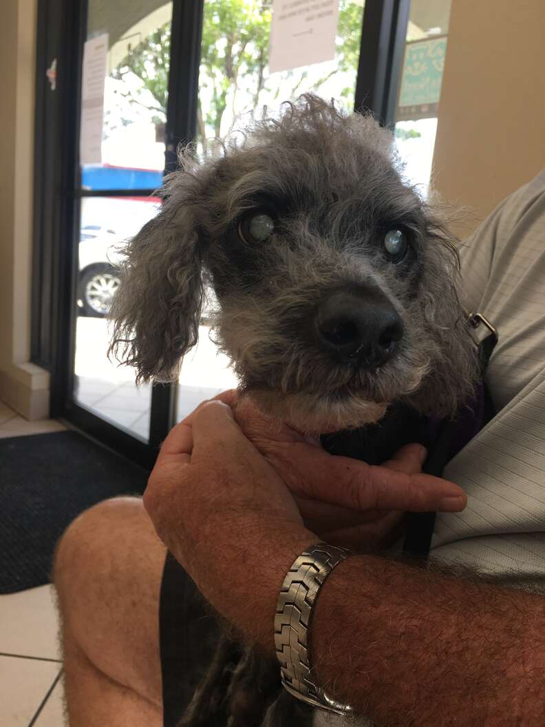 Dark-furred poodle being held in person' lap