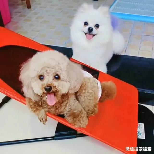 瘦成皮包骨的流浪狗,体重还不到3斤,被收养后它的聪明让人赞叹