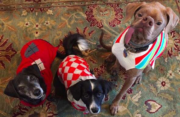 Hai anh em chó mặc áo len