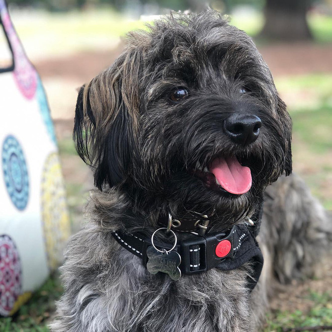 Chú chó gầy gò trơ xương và sự thay đổi kì diệu khiến nhiều người ngỡ ngàng Ảnh 7