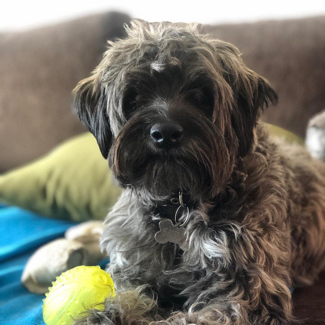 Chú chó gầy gò trơ xương và sự thay đổi kì diệu khiến nhiều người ngỡ ngàng Ảnh 6