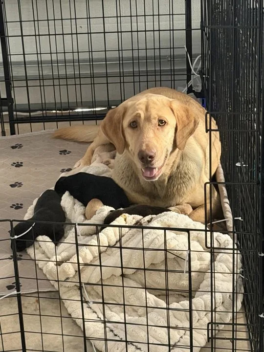 Photo courtesy: Stevie Lynn Lewis