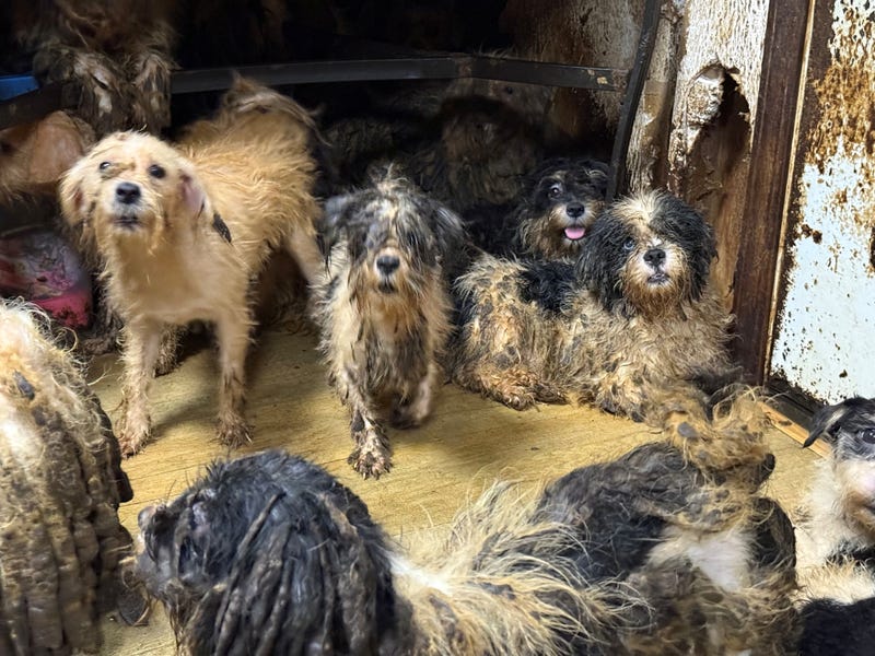 Dogs kept in filthy conditions in hoarding situation