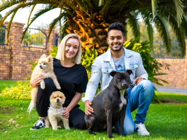 Hero Pit Bull and Pomeranian Siblings