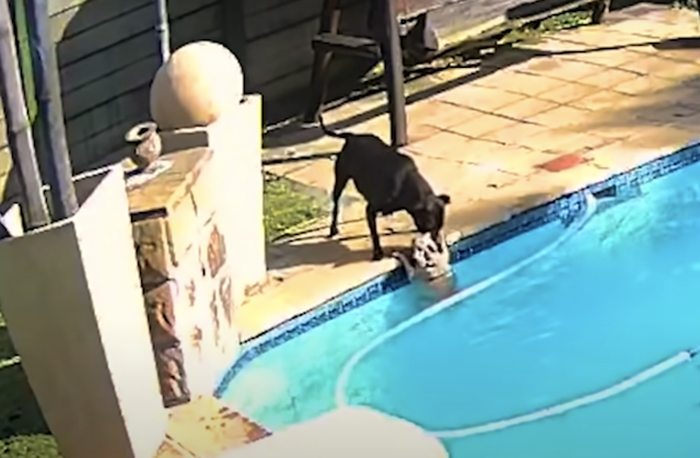 Pit Bull Tries to Save Drowning Dog