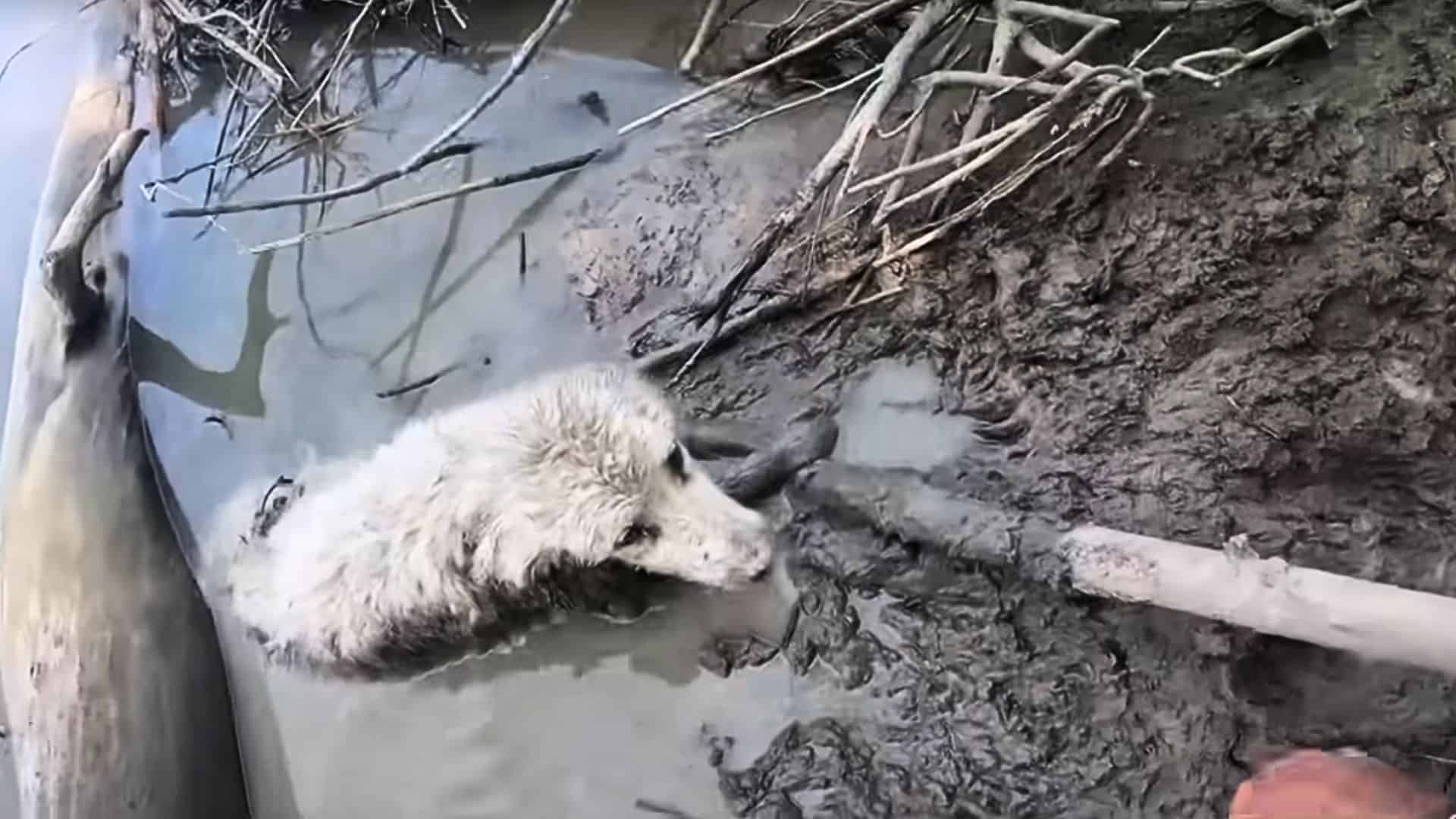 Ivy wasn't able to move at all and half-submerged in the river.