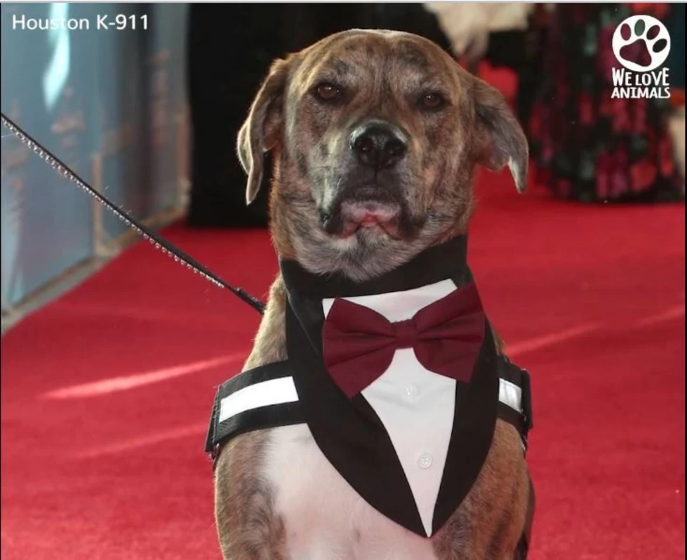 What a dapper doggy fellow!
